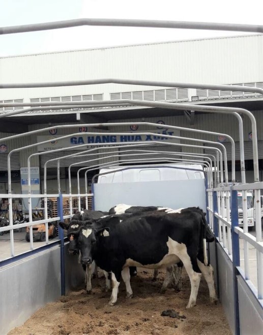  Vinamilk nhập lô bò A2 thuần chủng đầu tiên từ New Zealand ảnh 4
